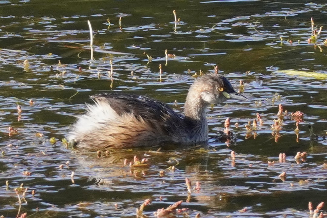 Australasian Grebe - ML624069227