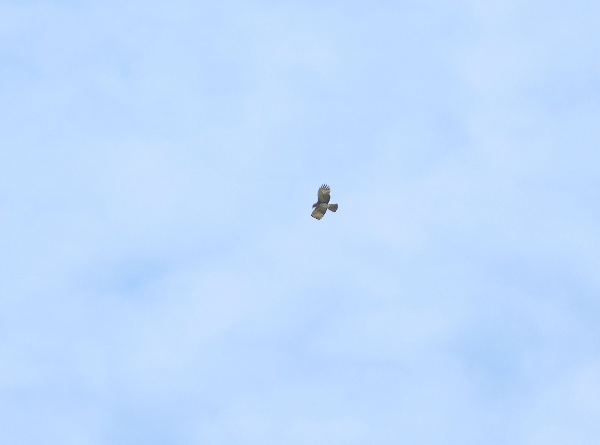 Pygmy Eagle - ML624069233