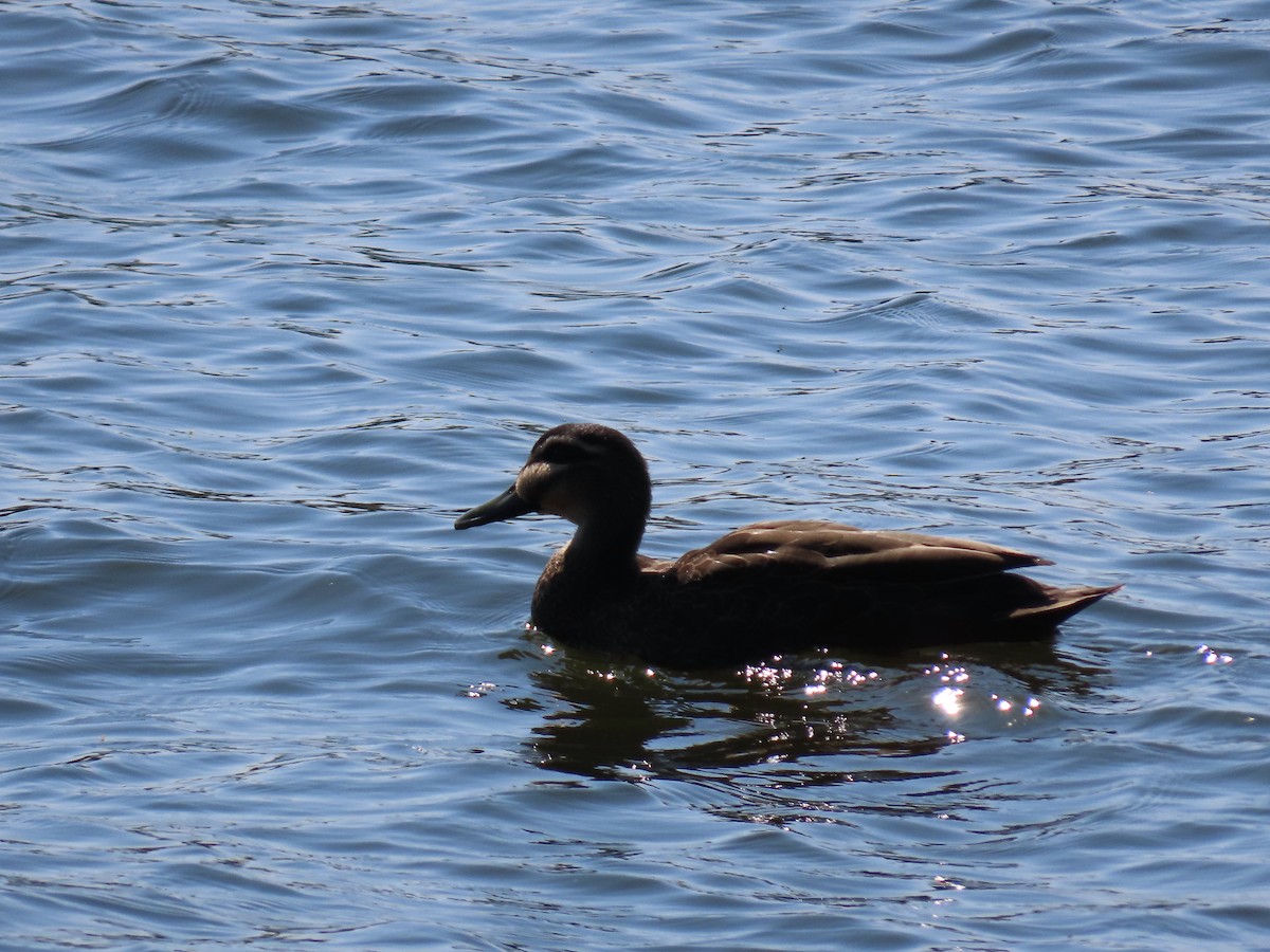 Pacific Black Duck - Greg Wark