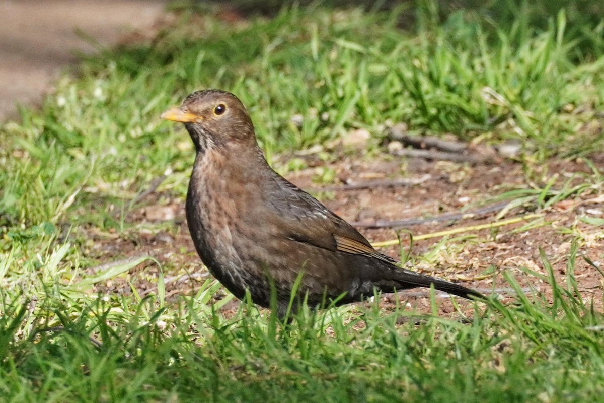 Eurasian Blackbird - Ellany Whelan