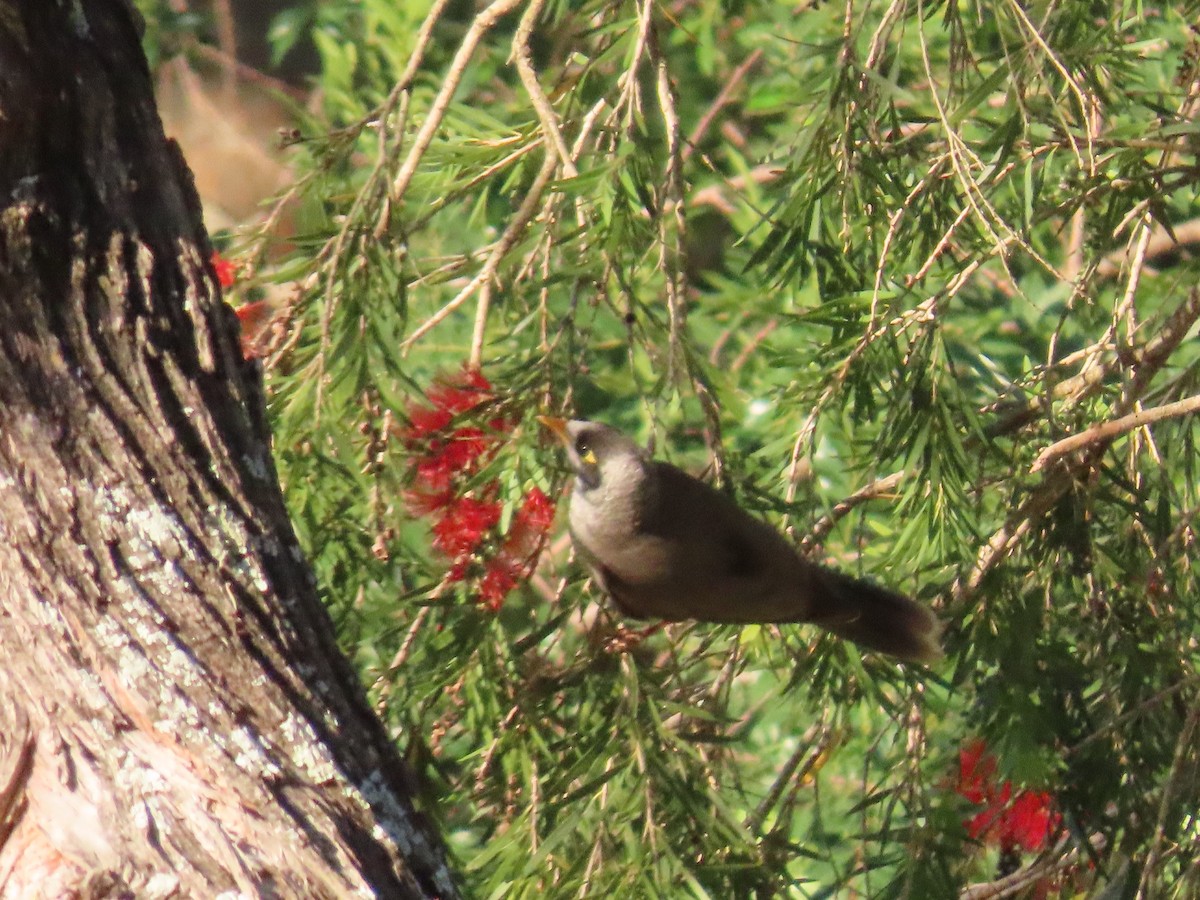 Noisy Miner - ML624069247