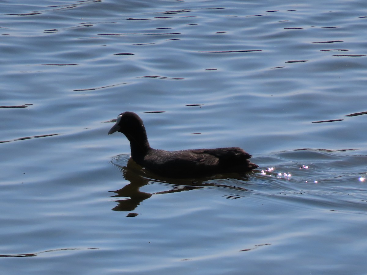 Eurasian Coot - ML624069251