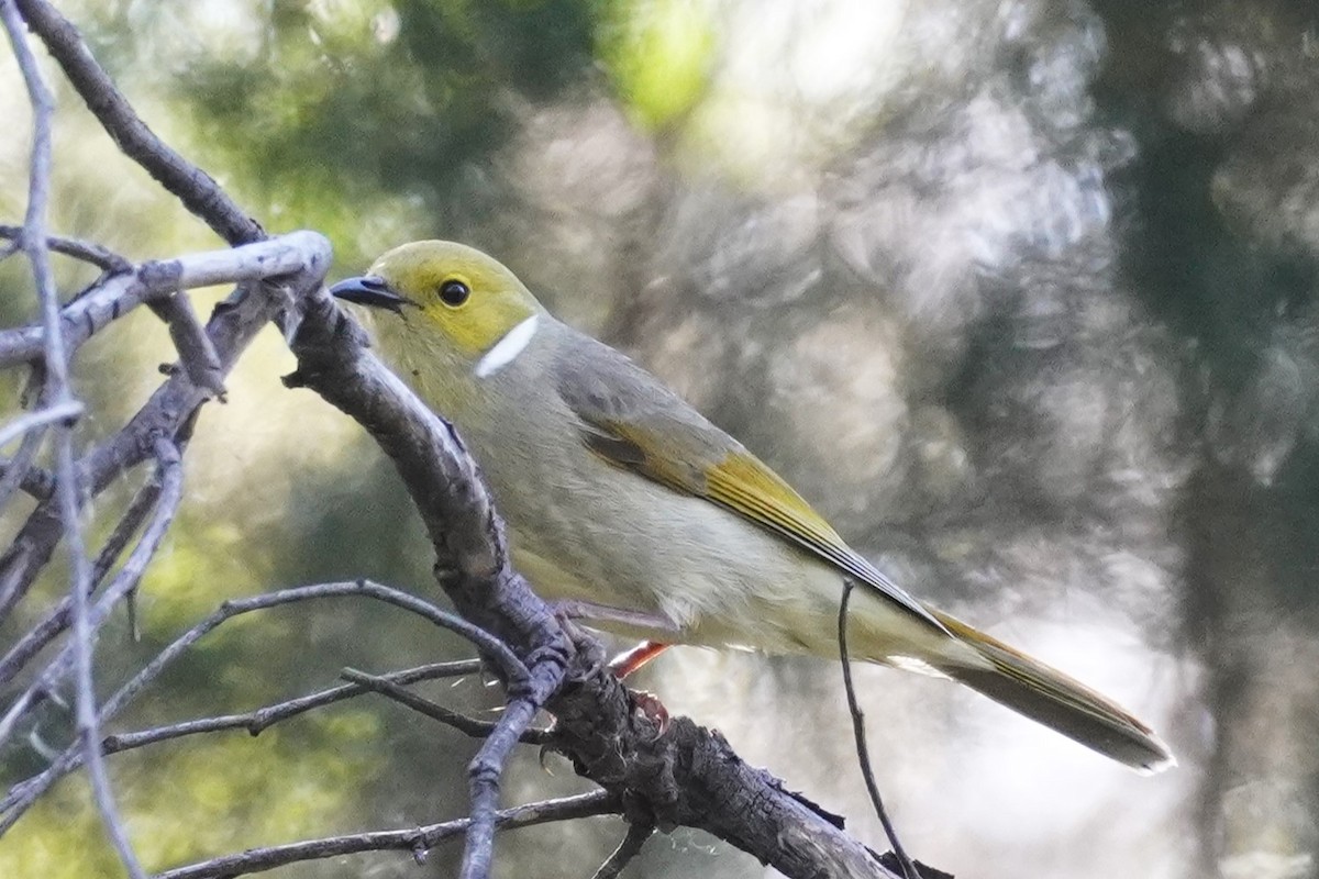 White-plumed Honeyeater - ML624069253