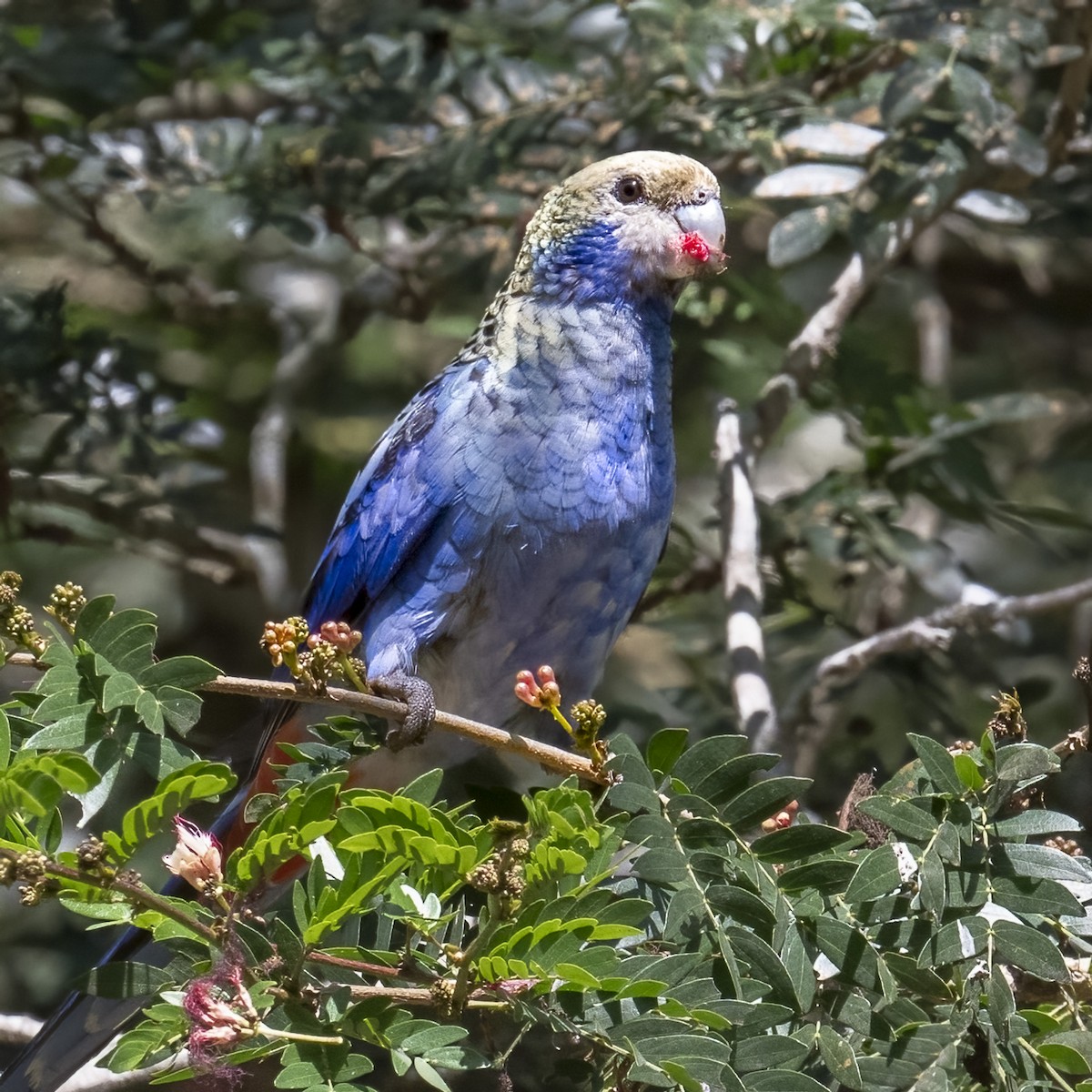 Pale-headed Rosella - ML624069254