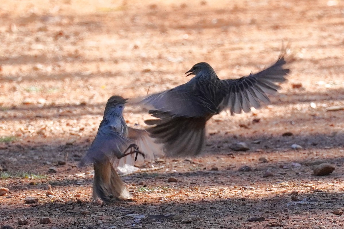 Rufous Songlark - Ellany Whelan