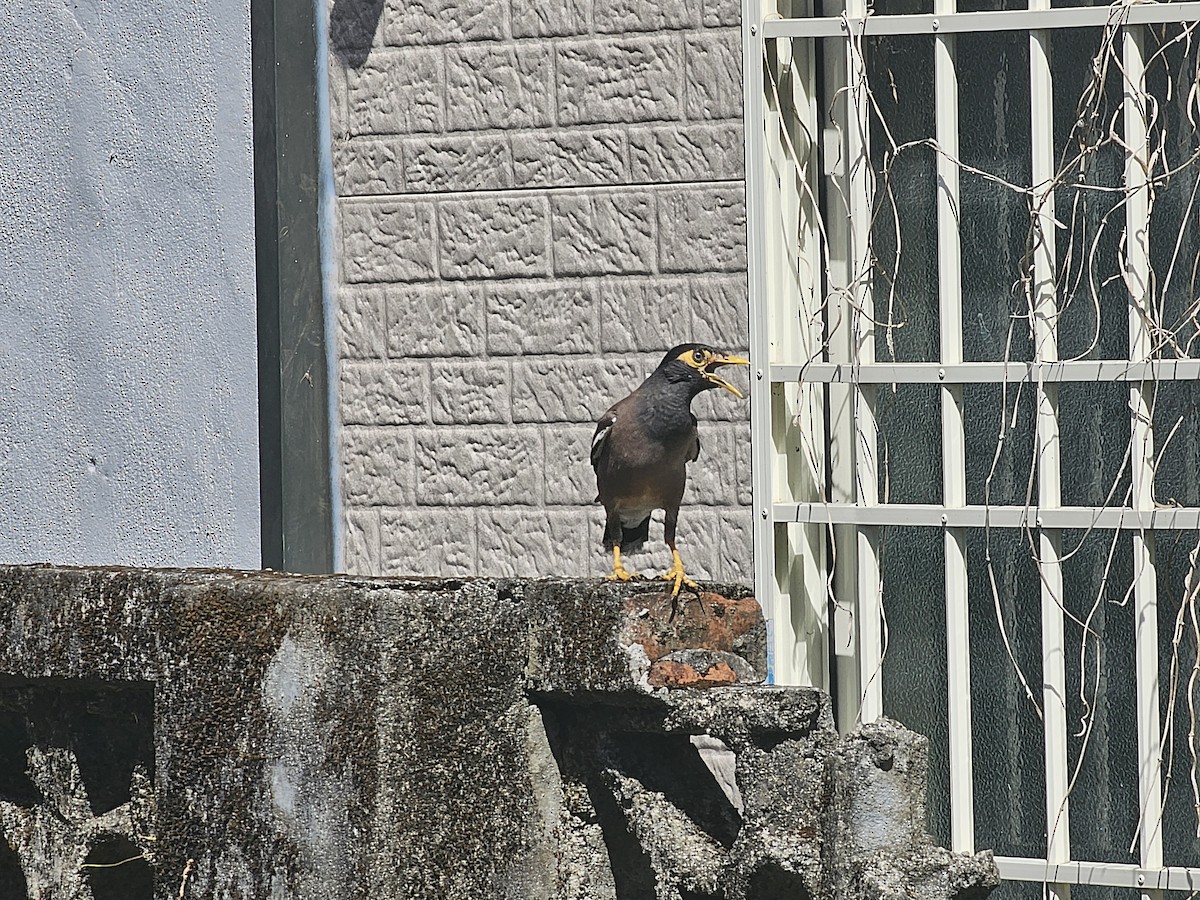 Common Myna - ML624069261