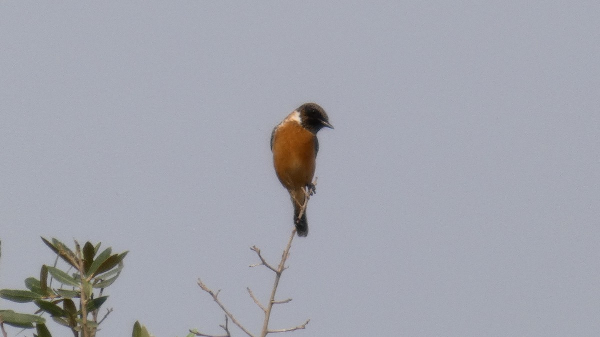 European Stonechat - Anonymous