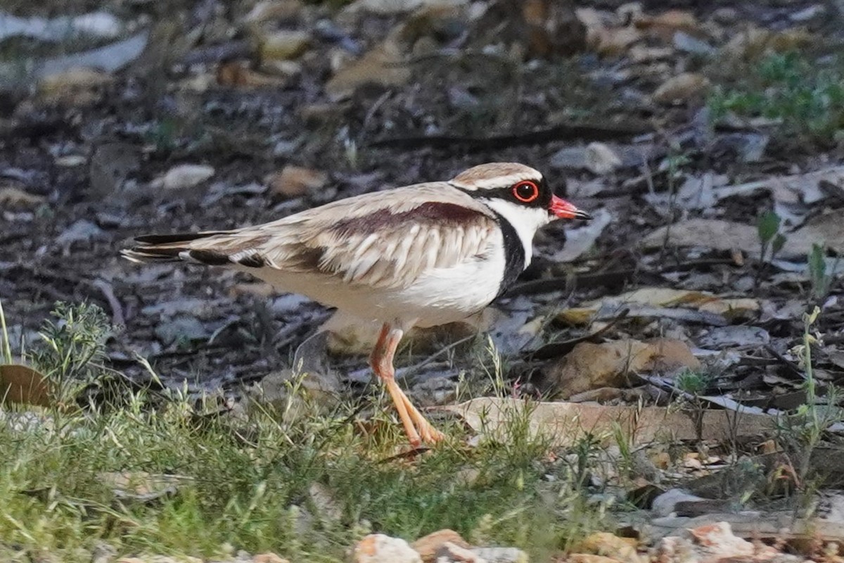 Black-fronted Dotterel - ML624069277