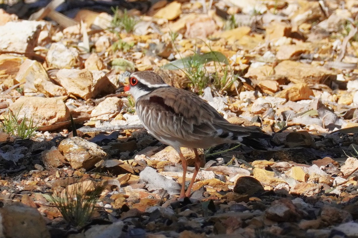 Black-fronted Dotterel - ML624069278