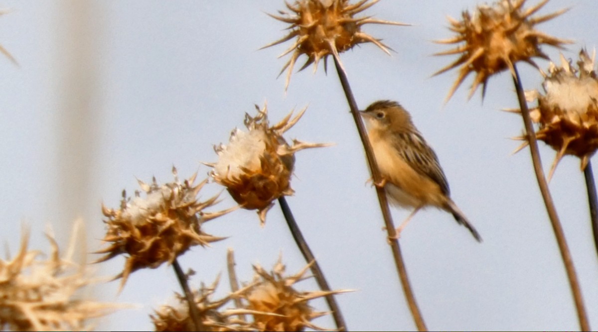 Zitting Cisticola - ML624069289