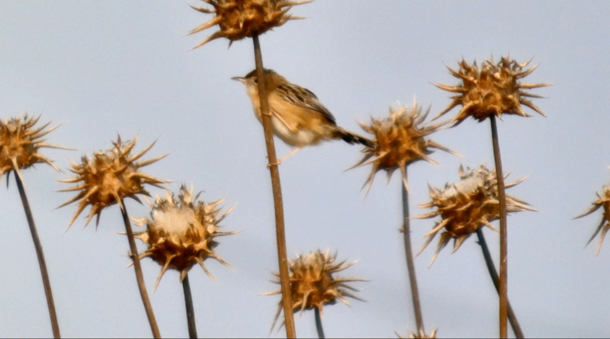 Zitting Cisticola - ML624069290