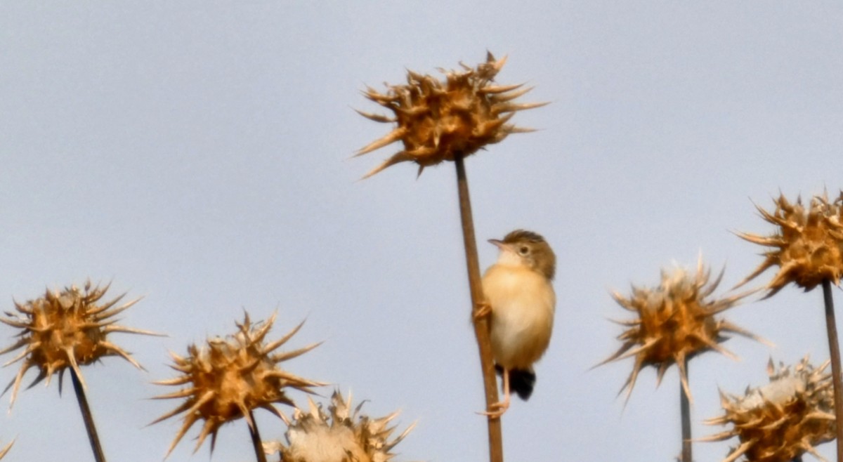 Zitting Cisticola - ML624069291