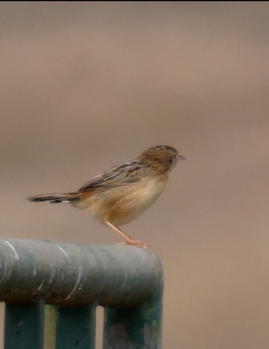 Zitting Cisticola - ML624069292