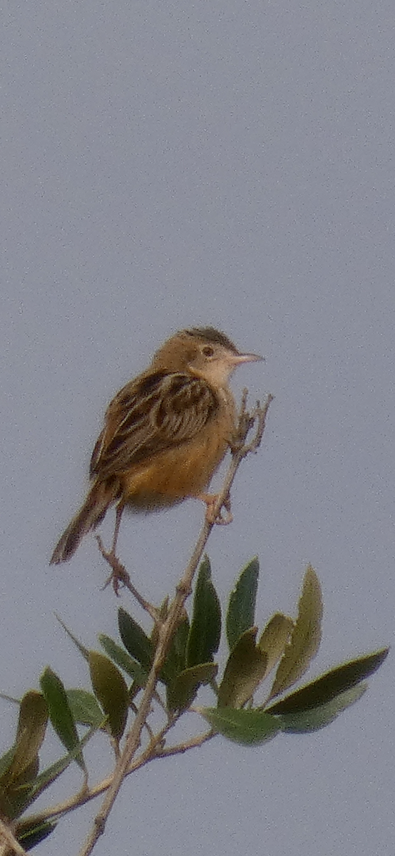 Zitting Cisticola - ML624069293