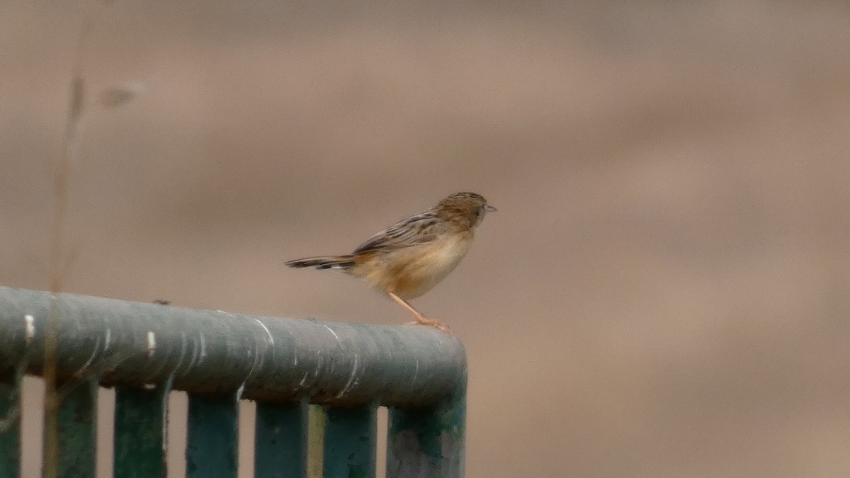 Zitting Cisticola - ML624069295