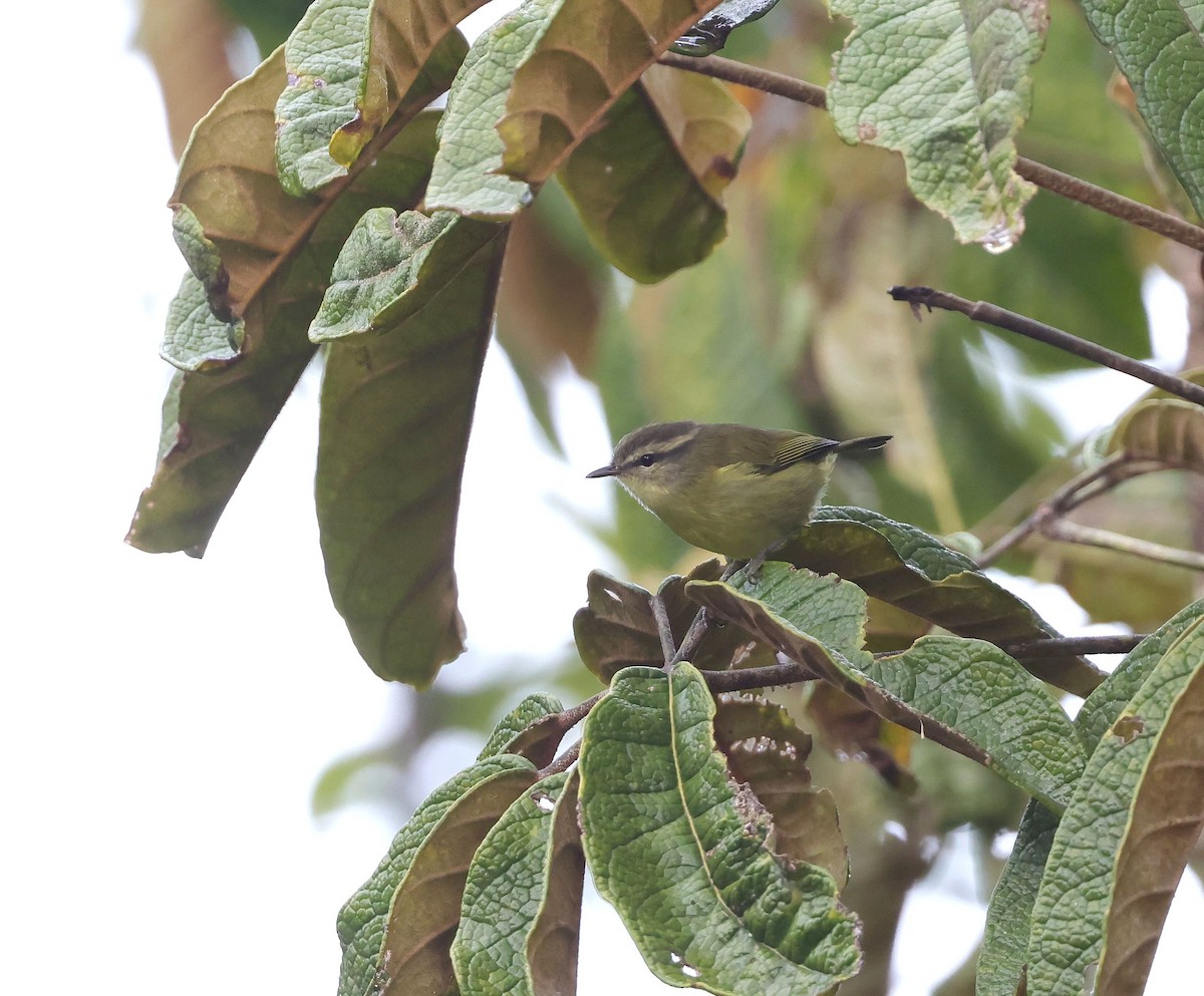 Island Leaf Warbler (New Guinea) - ML624069302