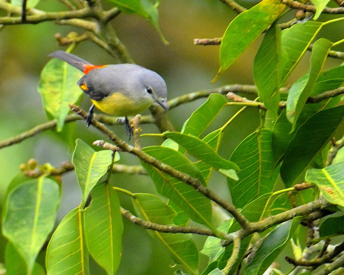 Small Minivet - ML624069305