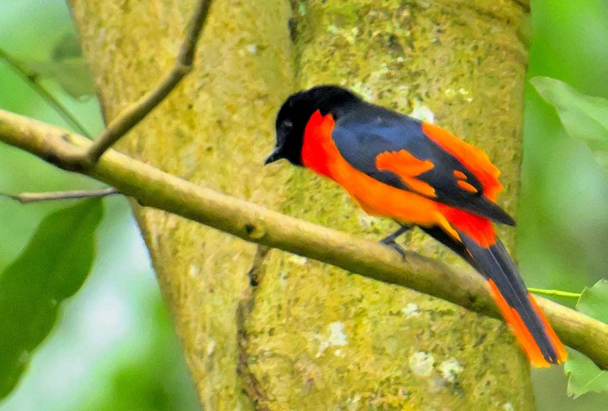 Orange Minivet - ML624069311