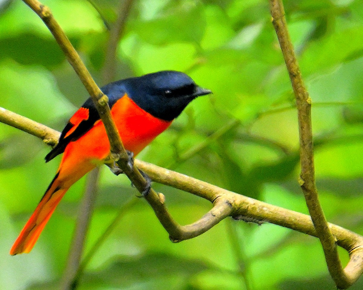 Minivet Naranja - ML624069313