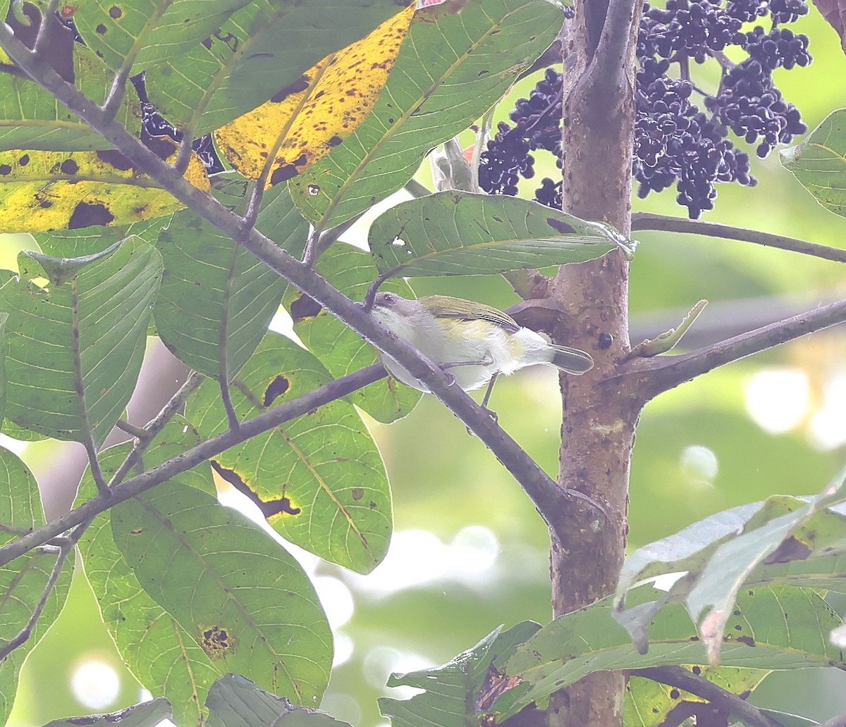 Green-backed Gerygone - ML624069318