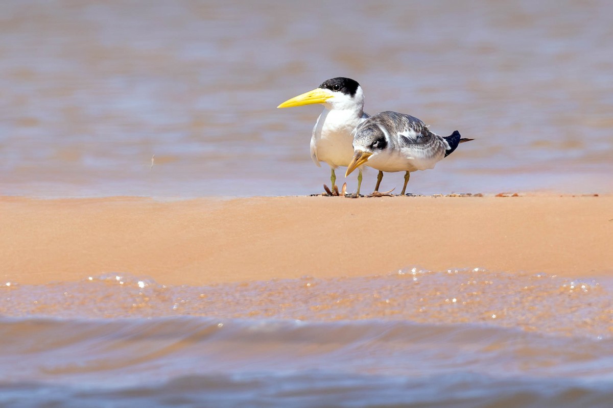 Large-billed Tern - ML624069320