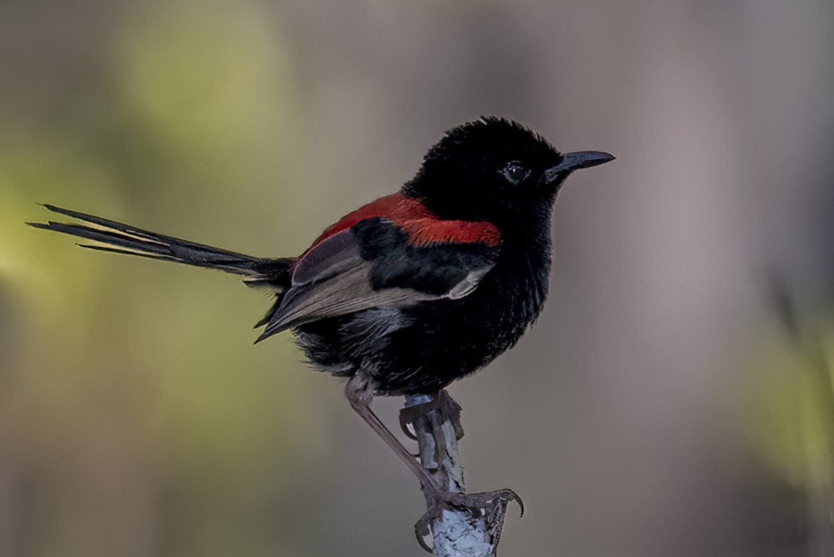 Red-backed Fairywren - ML624069323