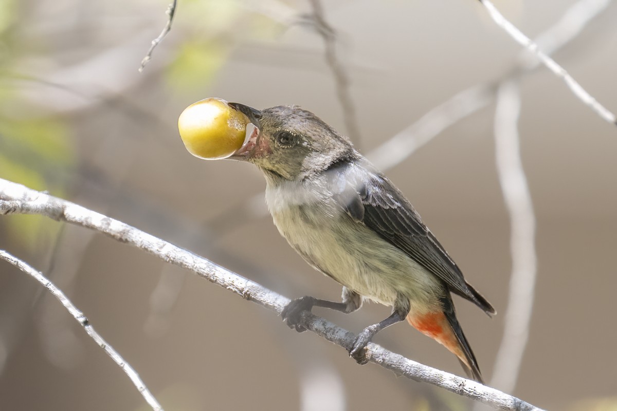 Mistletoebird - ML624069326