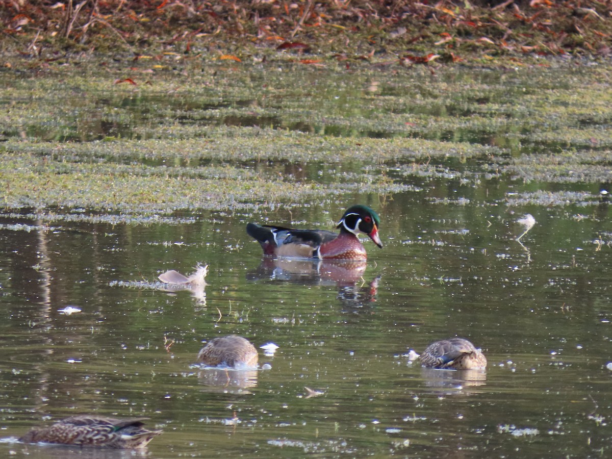 Wood Duck - ML624069328