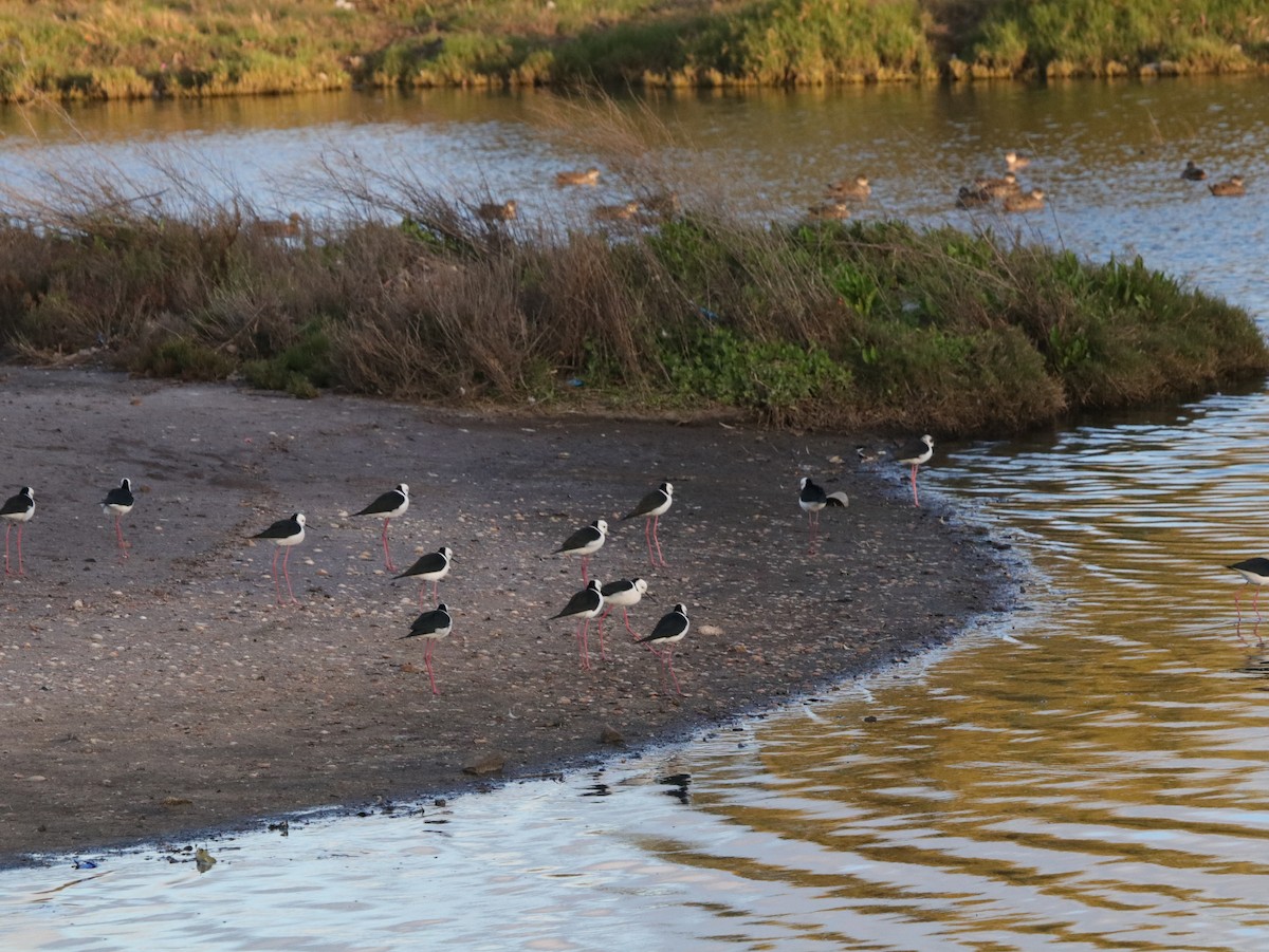 Pied Stilt - ML624069329