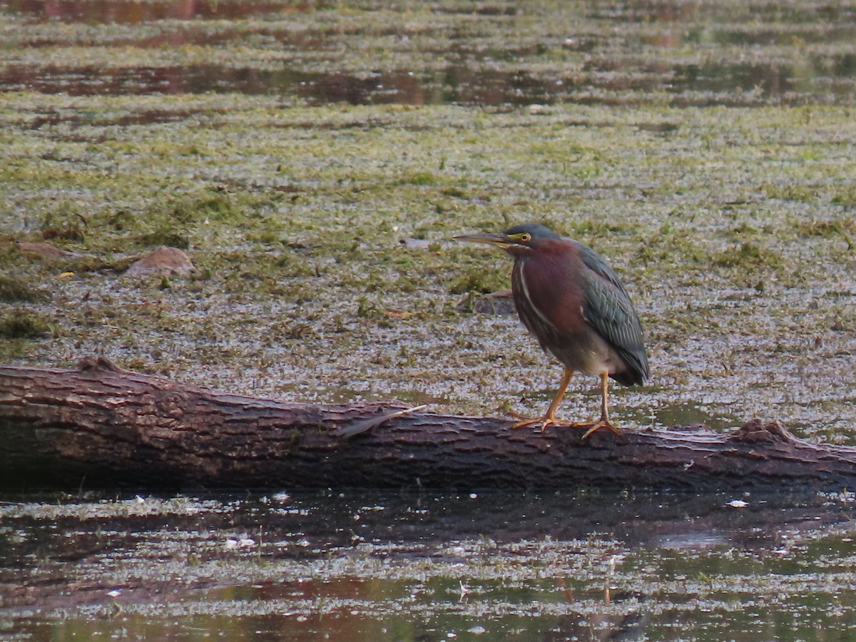 Green Heron - ML624069330