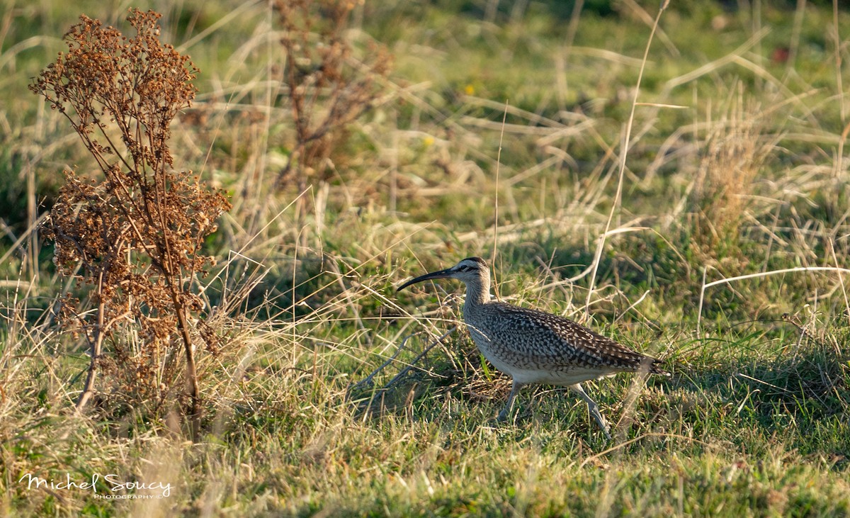 Whimbrel - ML624069331