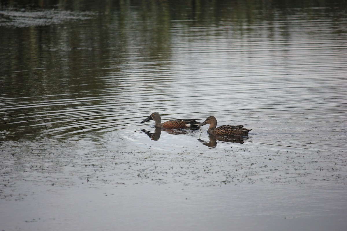 Australasian Shoveler - ML624069332