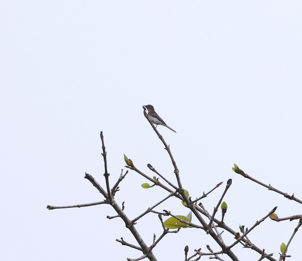 Leaden Flycatcher - ML624069333