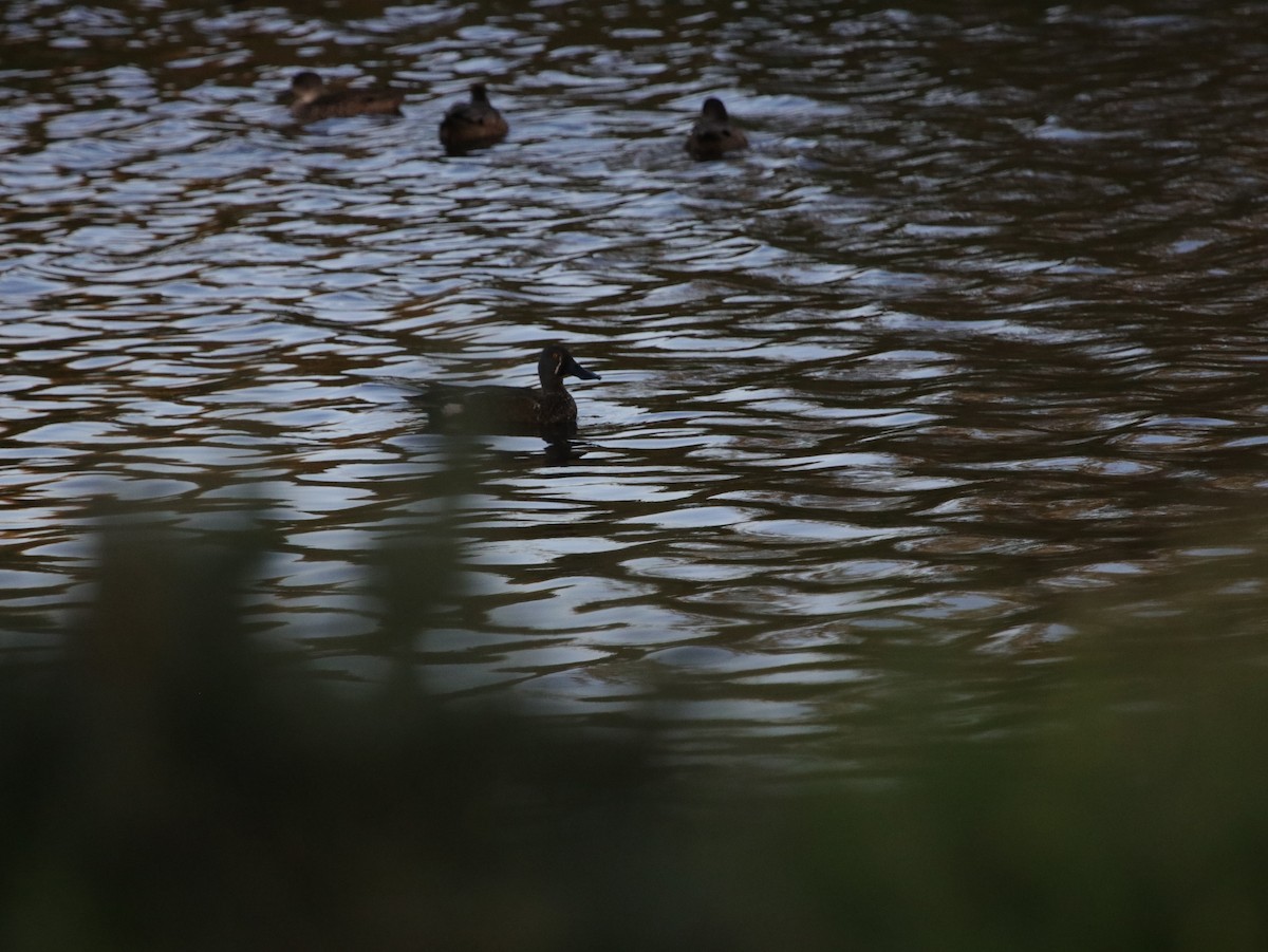 Australasian Shoveler - ML624069340