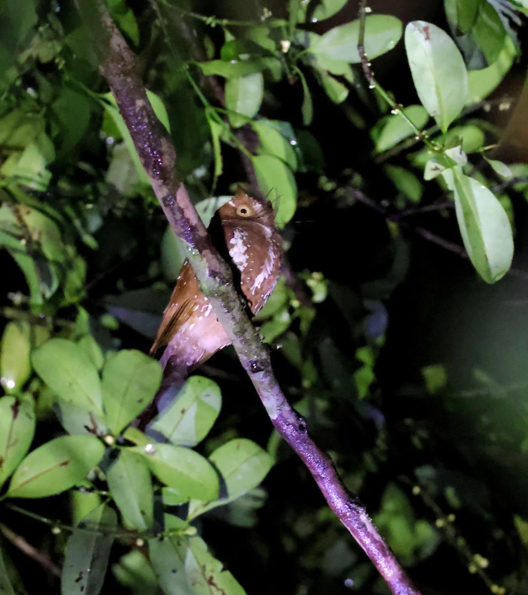 Starry Owlet-nightjar - ML624069342