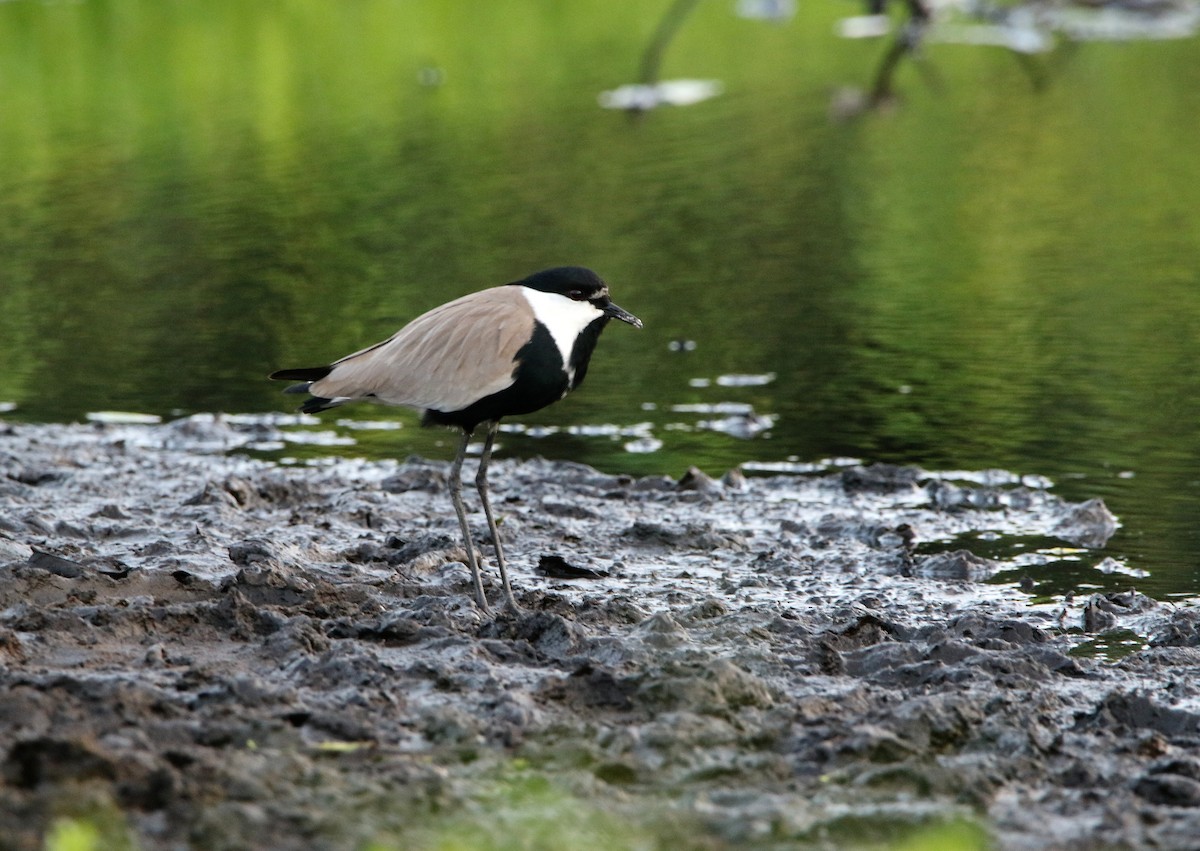 Spur-winged Lapwing - Paul Lenrumé