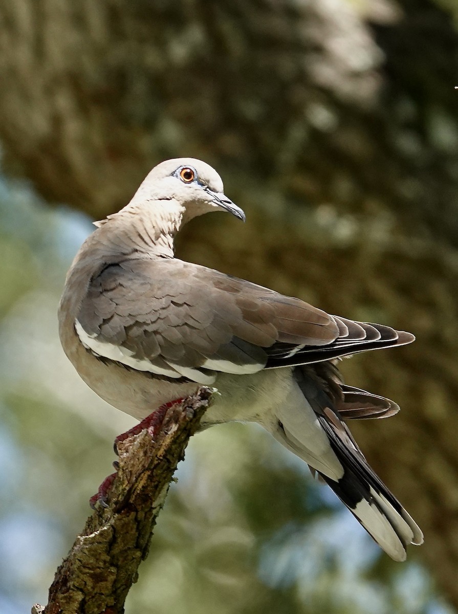 White-winged Dove - Gail Glasgow