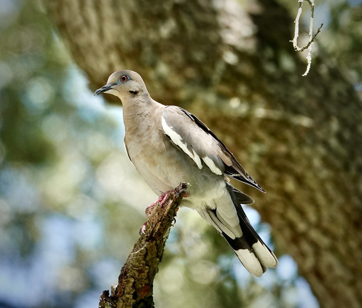 White-winged Dove - ML624069350