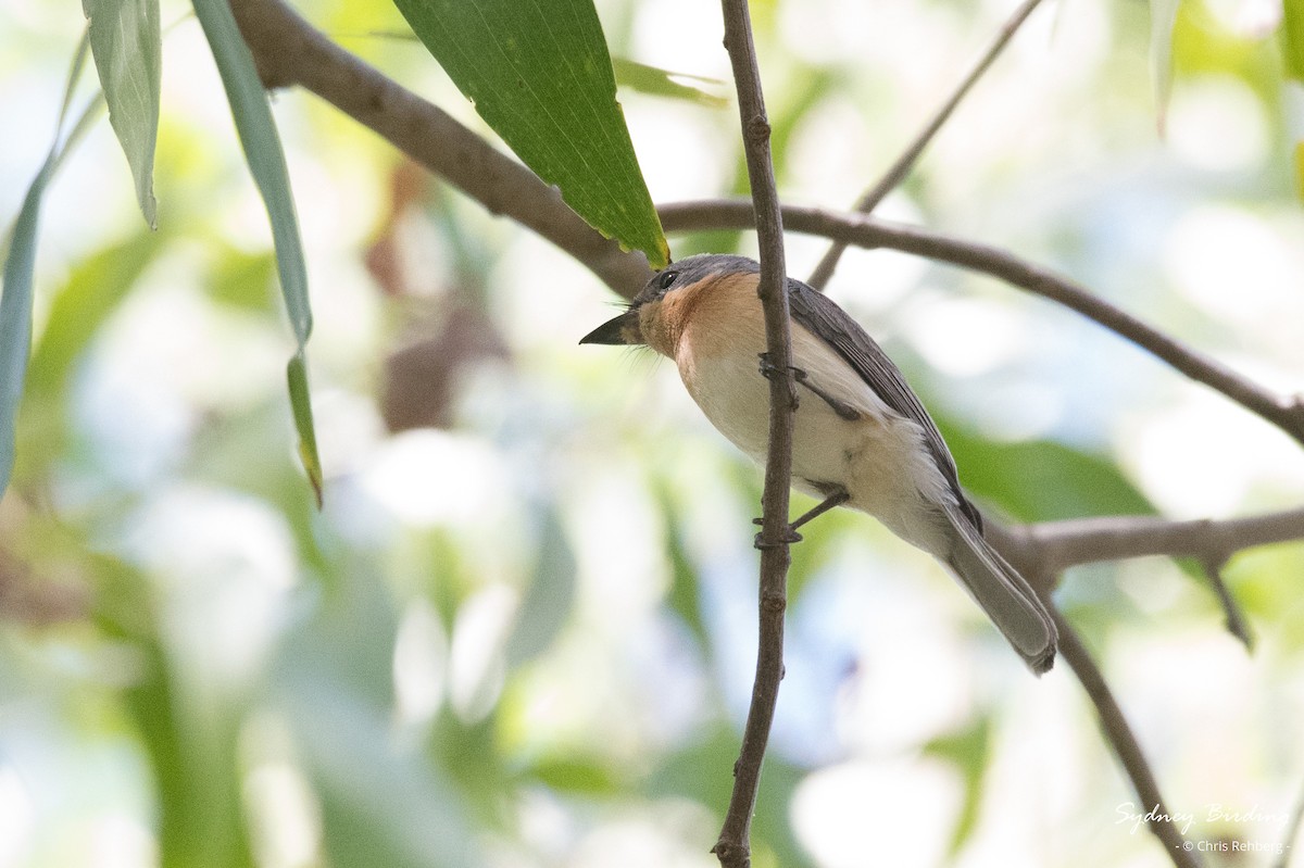 Leaden Flycatcher - ML624069351