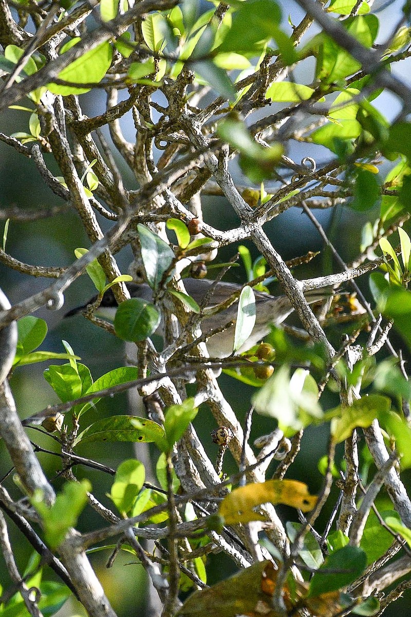 Fauvette orphéane - ML624069352