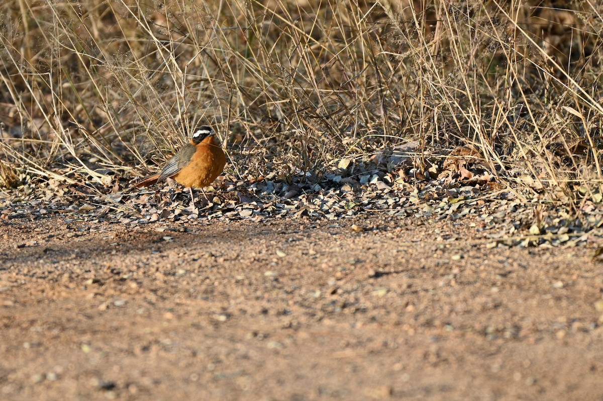 White-browed Robin-Chat - ML624069353