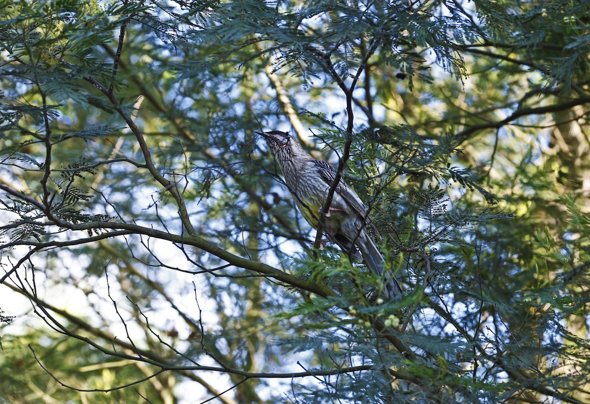 Red Wattlebird - ML624069354