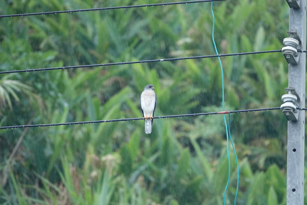 Chinese Sparrowhawk - ML624069356