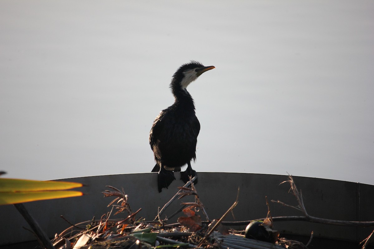 Little Pied Cormorant - ML624069357