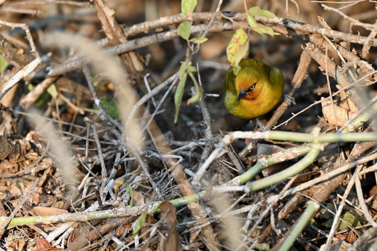 Spectacled Weaver - ML624069359