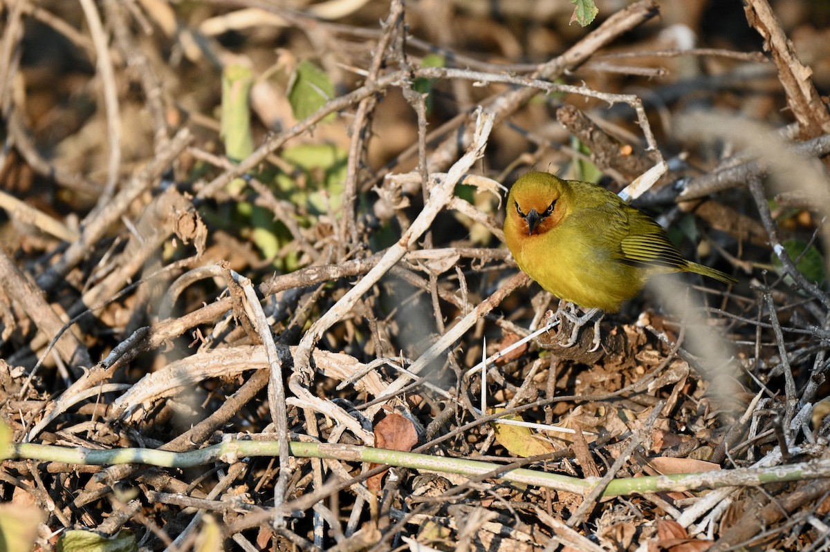 Spectacled Weaver - ML624069360