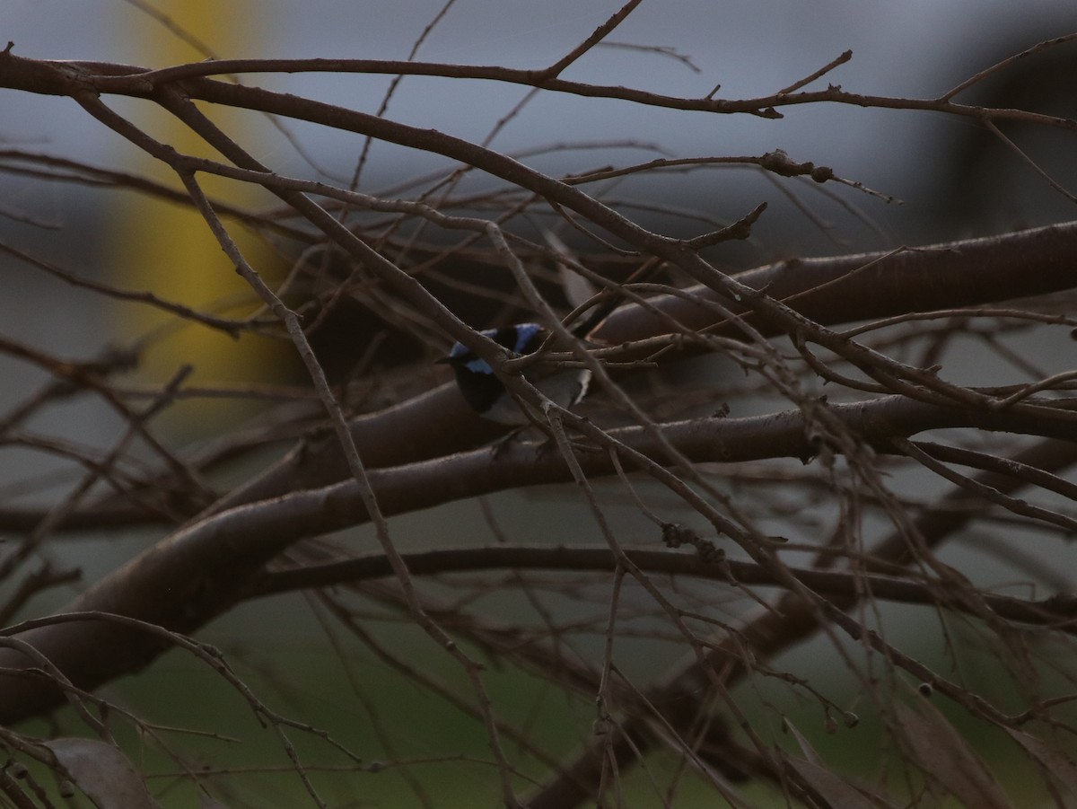 Superb Fairywren - ML624069361