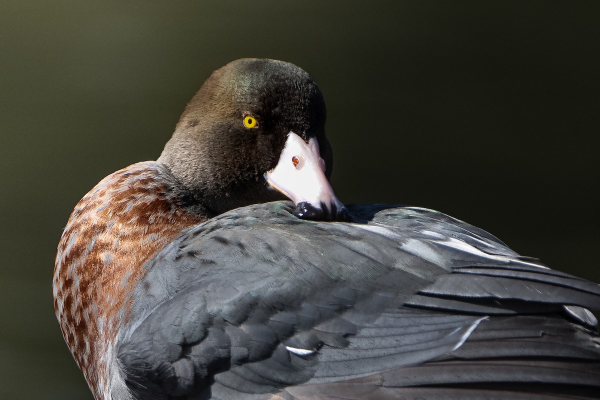 Blue Duck - ML624069362