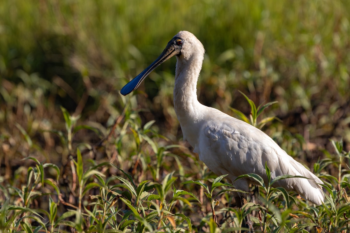 Royal Spoonbill - ML624069365