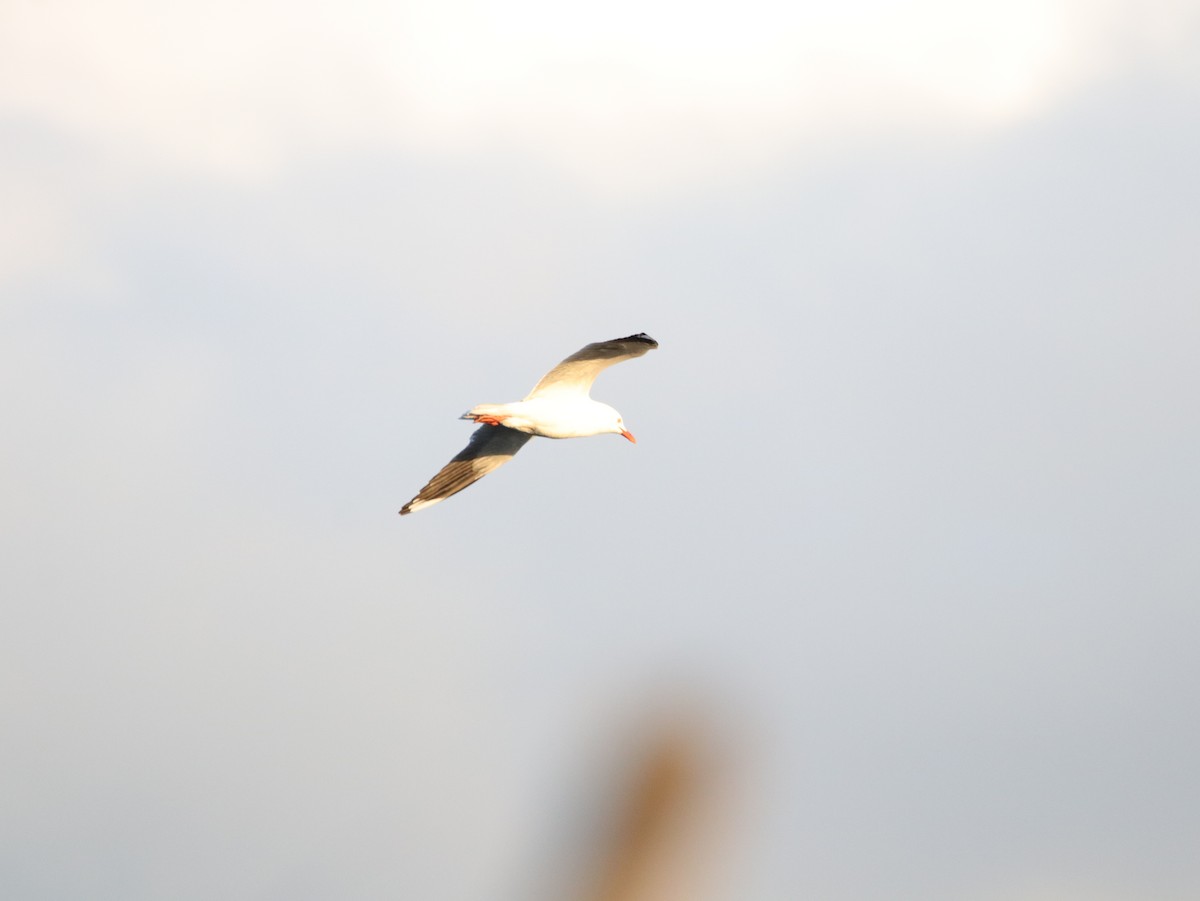 Silver Gull (Silver) - ML624069367